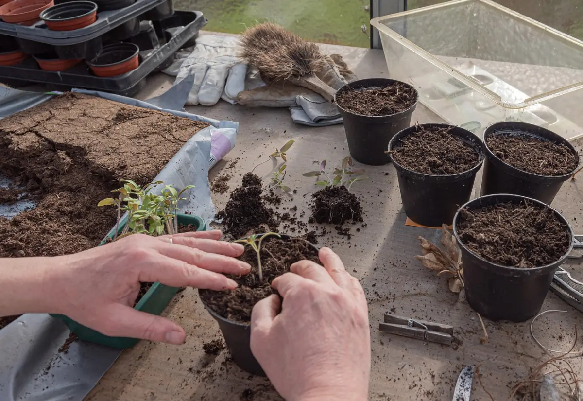 young plants, tomatoes, nature, cultivate, prefer, germinate, seedlings, sowing, grow, seeds, plant, sprout, growth, see
